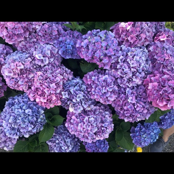 Meet your Posher, Chau - Picture 1 of 1